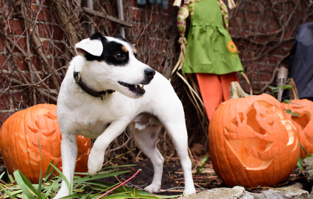 可爱的万圣节狗与杰克灯笼万圣节南瓜装饰图片下载