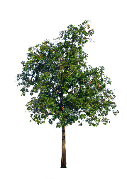 孤立的树木在白色的背景，收集的树木。图片下载