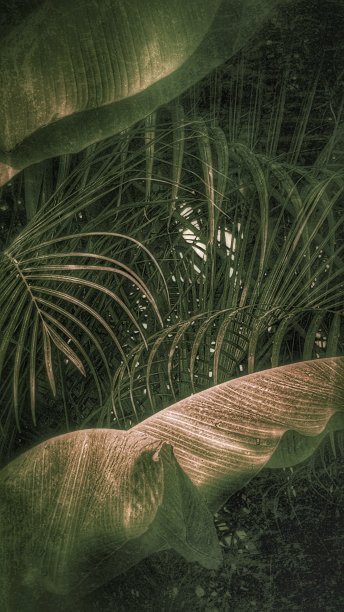 以植物为背景的香蕉叶和棕榈树。图形的精神。晕倒和垃圾摇滚的效果。宏图片下载