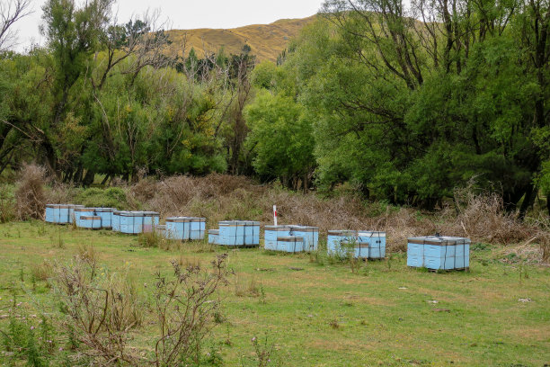 蓝色蜂箱为新西兰的麦卢卡蜂蜜产业做出了巨大贡献图片下载