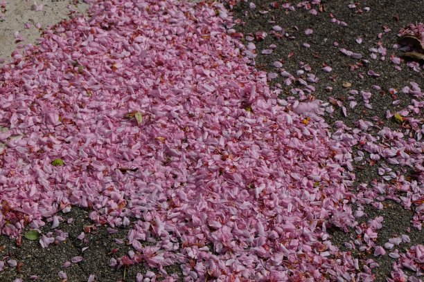 粉红色的樱花花瓣飘落在地上。图片下载