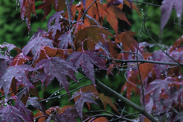 美丽的红色枫叶在秋雨中。红叶上雨滴的特写。图片下载
