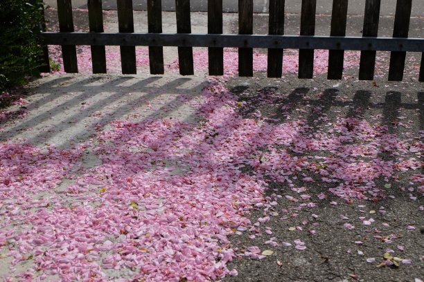 粉红色的樱花花瓣飘落在地上。图片下载
