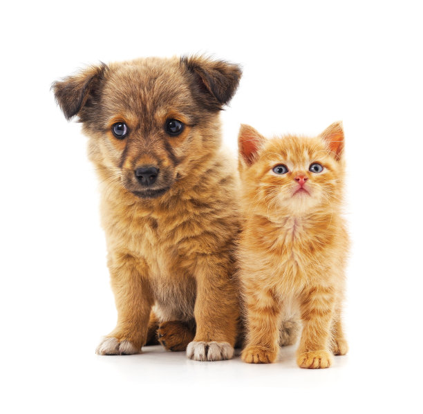 小猫和小狗。图片下载