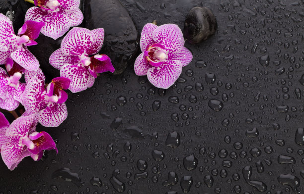 水疗中心背景有美丽的兰花花和湿禅按摩石图片下载