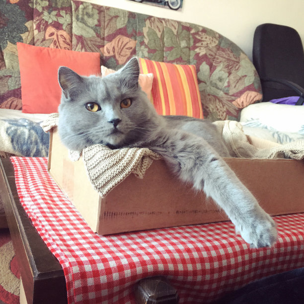 查特鲁猫躺在纸板箱里图片下载