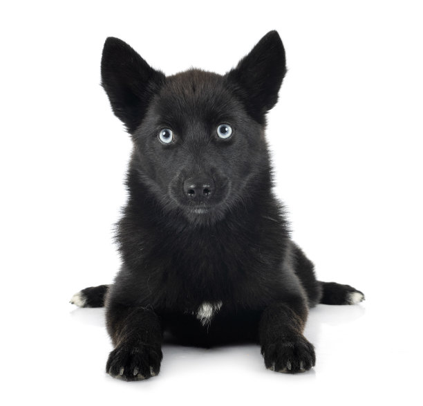 黑pomsky图片下载