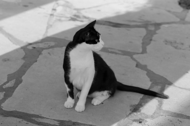 在塞浦路斯拍摄的可爱的野猫图片下载