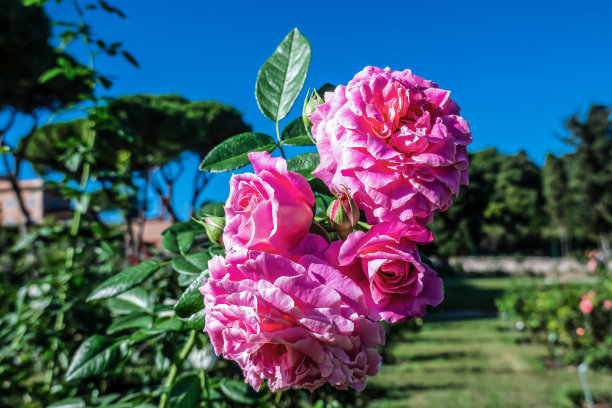 美丽的粉红色玫瑰在阳光下盛开在绿色的花园图片下载