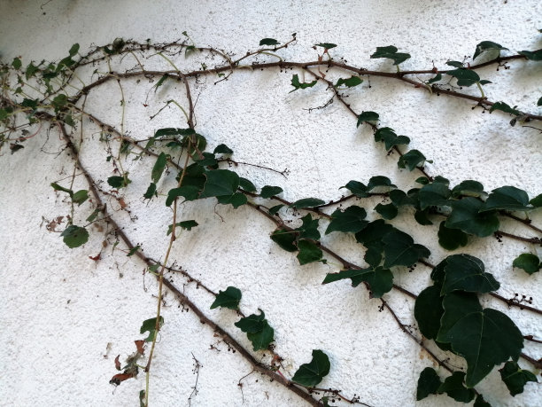 白墙上的常春藤图片下载