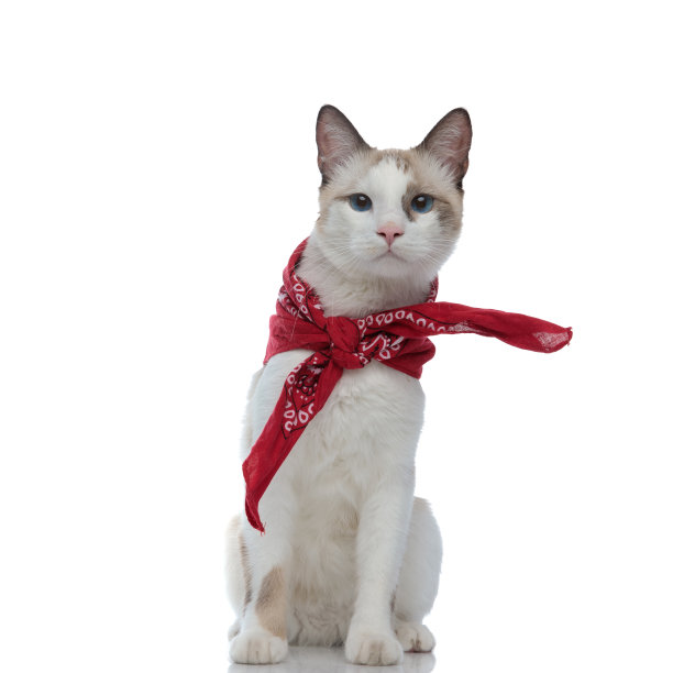 戴着红色头巾的梅蒂斯猫坐在那里盯着镜头图片下载
