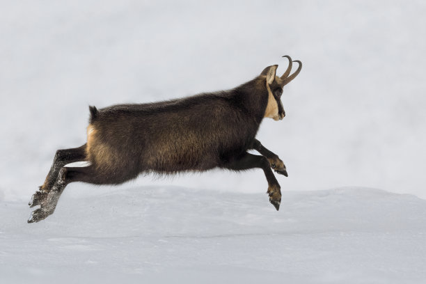 羚羊在雪中跳跃(Rupicapra Rupicapra)图片下载