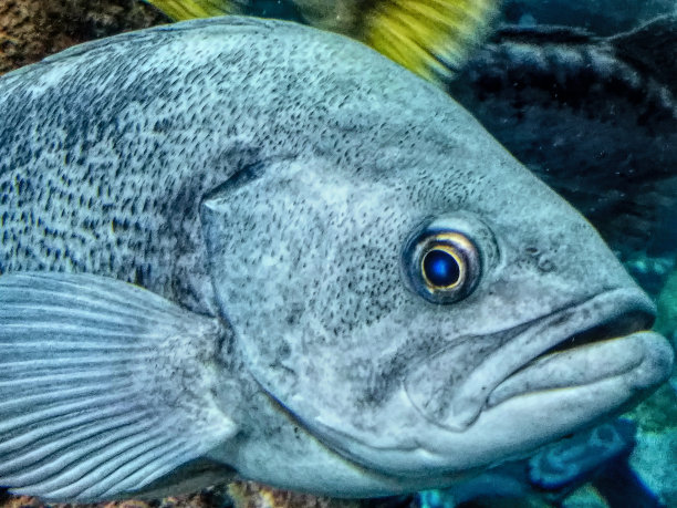 鱼的脸-特写图片下载