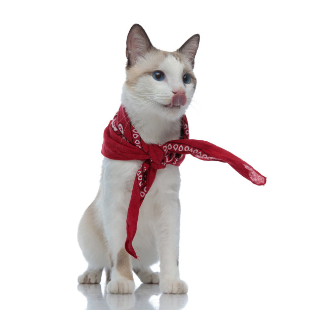 戴着红色大手帕的梅蒂斯猫望着别处，吐着舌头图片下载