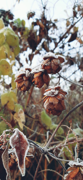 冰冻的性质。图片下载