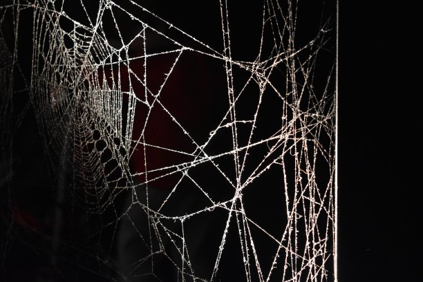蜘蛛网图片下载