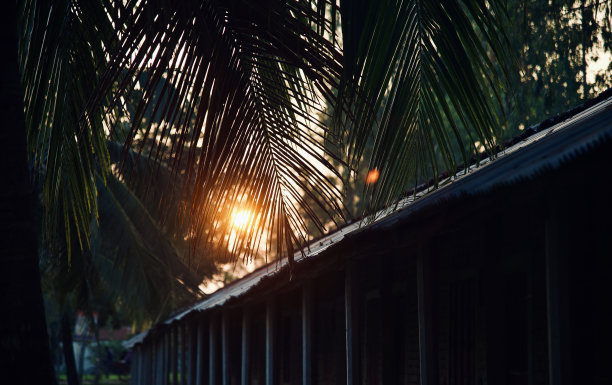 午后的阳光透过树叶拍下了一棵树独特的照片图片下载