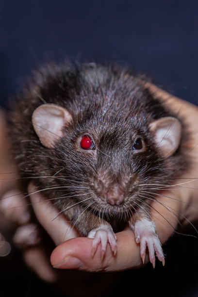 垂直肖像黑鼠毛茸茸可爱的家耳宠物特写图片下载