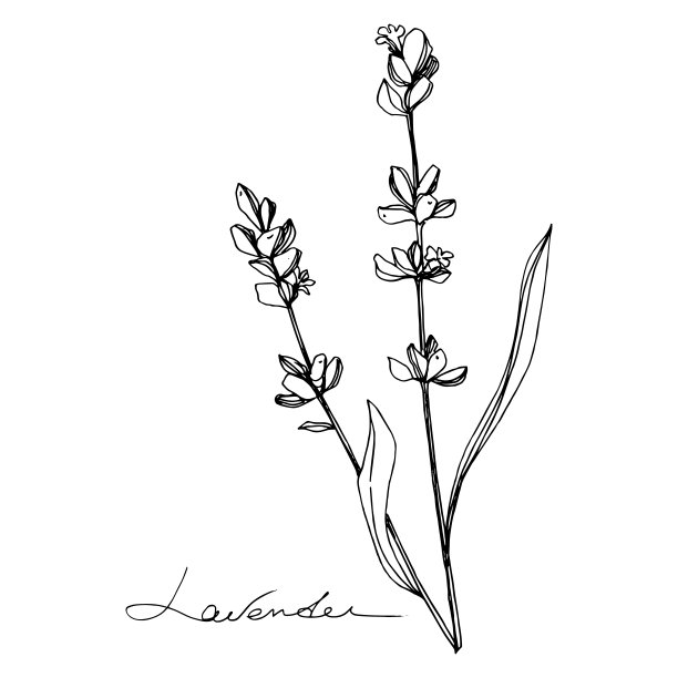 薰衣草植物的植物花。黑白篆刻水墨艺术。孤立的薰衣草插画元素。图片下载