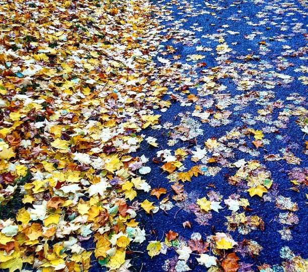 美丽的秋叶背景。左与右的对比。图片下载