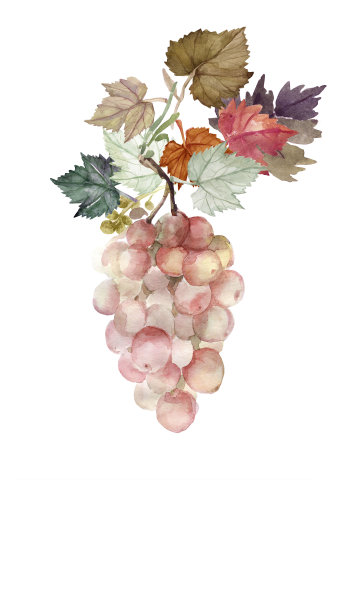 葡萄品种。图片下载