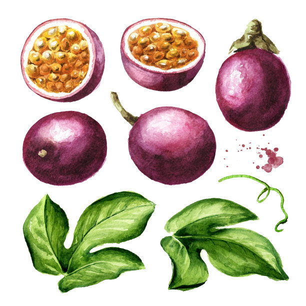 百香果，叶座。水彩手绘插图孤立的白色背景图片下载