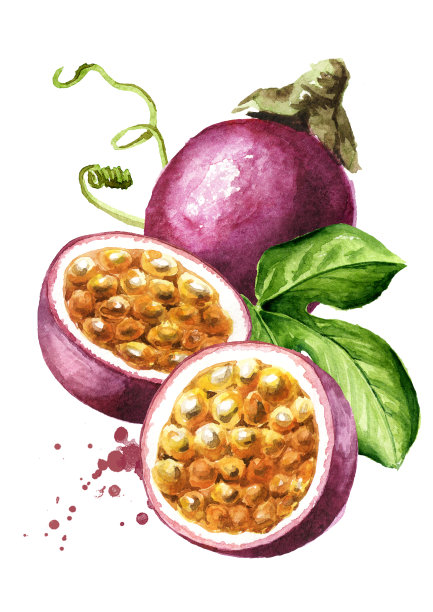 整体和半百香果，带有绿色叶子。水彩手绘插图孤立的白色背景图片下载