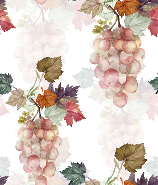 葡萄品种。图片下载