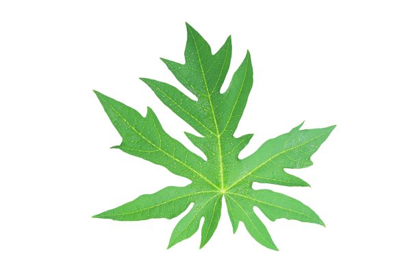 木瓜叶与水滴孤立在白色背景与修剪路径。图片下载