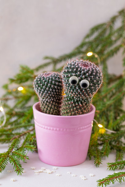 仙人掌与瞪大眼睛，盆栽在粉红色，在冷杉树枝的背景图片下载