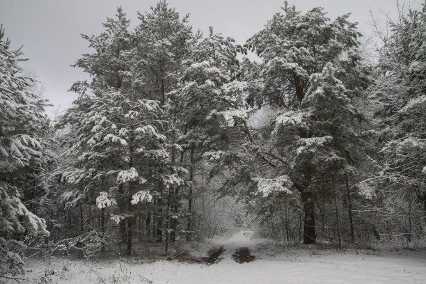 雪林里美丽的冬季景色。美丽的圣诞树在雪堆和雪花中。新年的库存照片图片下载