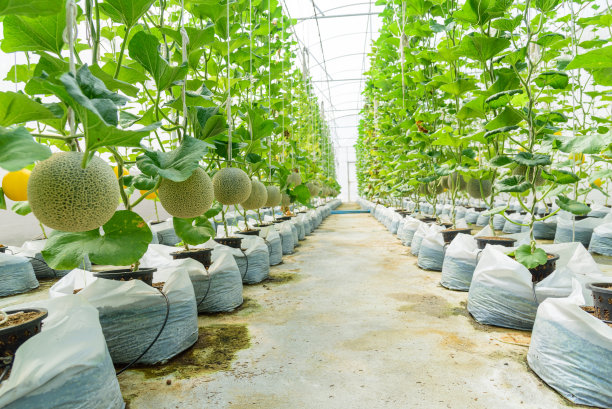 大棚鲜瓜图片下载