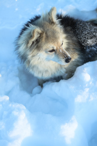 美丽的漂亮的宠物在一个公园在一个森林在冬天后一场雪。雪景带一只小狗。圣诞和新年图片设计图片下载