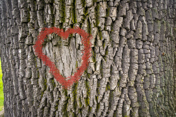 纹理树皮近距离与心脏形状的模式图片下载