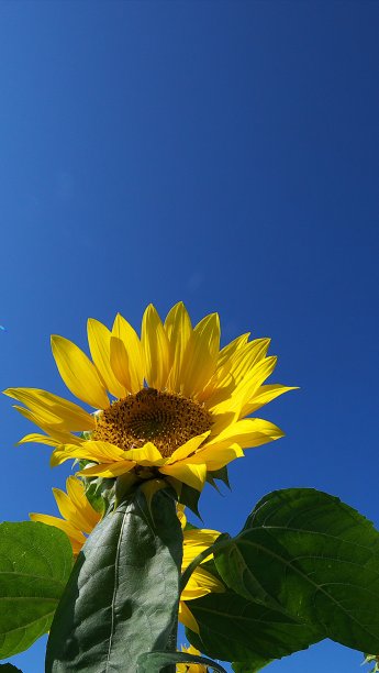 耀眼的向日葵映衬着蓝天图片下载