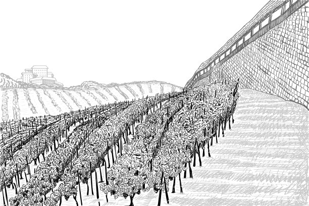 葡萄园景观与建筑在山上和城堡墙壁。手绘草图矢量插图上的白色图片下载