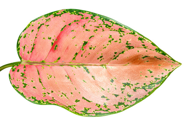 叶与多色的绿色和红色孤立在白色背景与修剪路径。图片下载