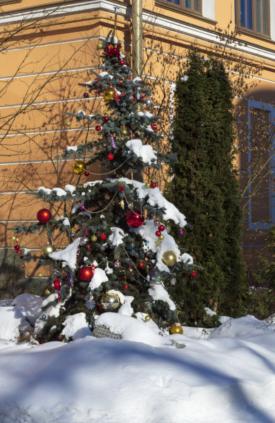装饰圣诞树的树枝覆盖着雪图片下载