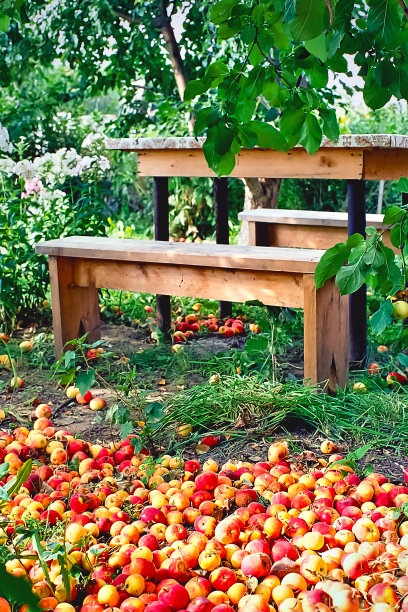 在花园/果园的苹果树下的地上堆着新鲜的、腐烂的红的和黄的苹果，背景是木凳和桌子。图片下载