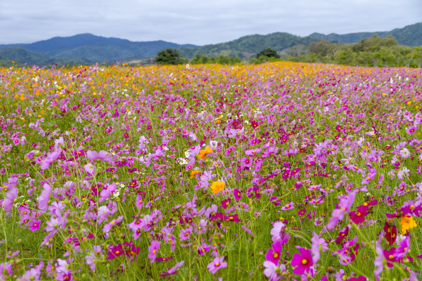乡村花园中盛开着粉红色和黄色的宇宙花图片下载