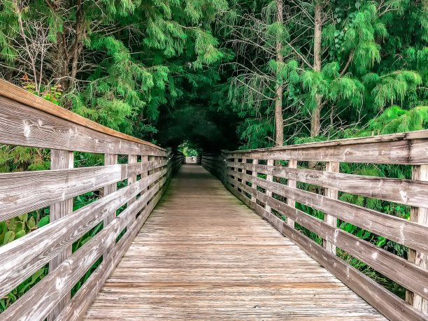 公园里穿过树林的木路图片下载