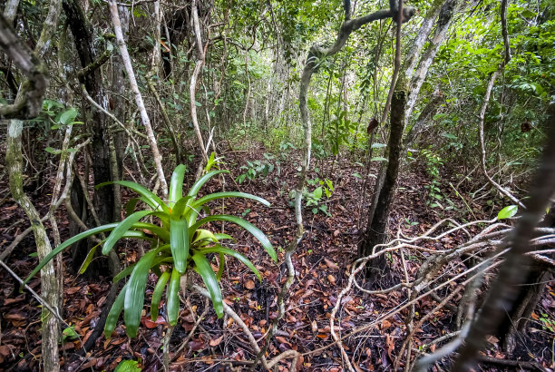 在圣埃斯皮里图的瓜拉帕里拍摄的雷斯廷加干燥森林。图片下载