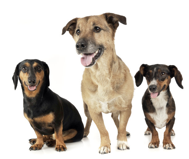 一群有趣的狗在无尽的白色工作室图片下载