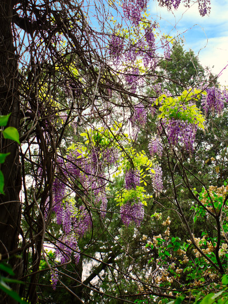 北京中国花园里的亮紫色紫藤花图片下载