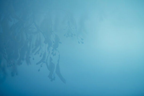 雾蒙蒙的场景背景与小枝图片下载