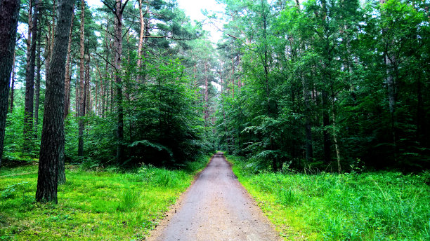 森林的路径图片下载