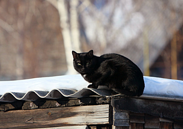 黑猫坐在小屋的屋顶上。图片下载