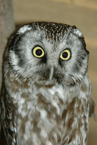 小猫头鹰图片下载