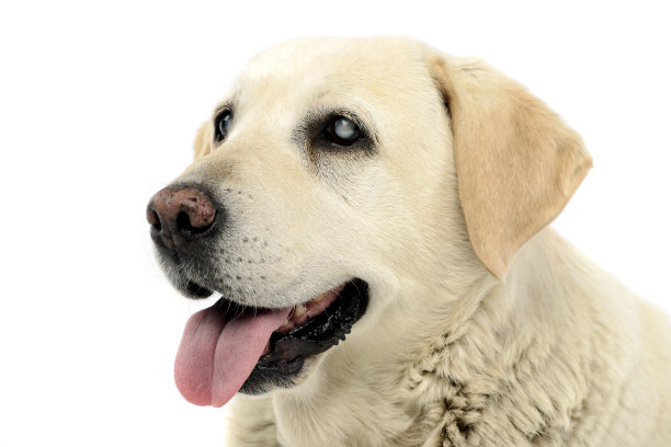 可爱的失明拉布拉多犬肖像图片下载