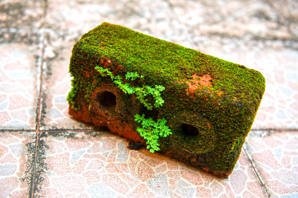 红砖上长满青苔和小树图片下载